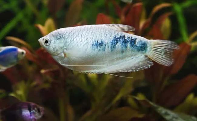 Gouramis fish