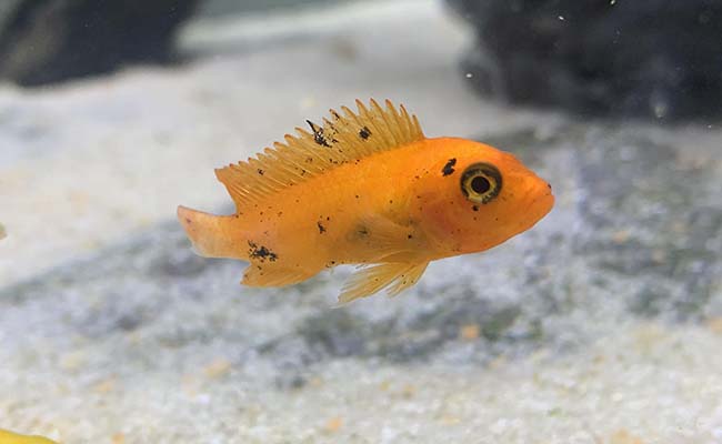 Cichlid fish