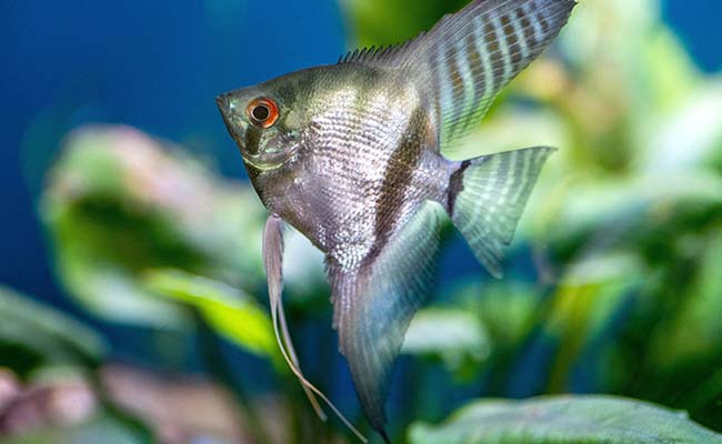 Angelfish