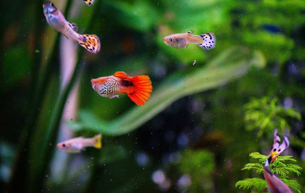 cure black spot disease in fish