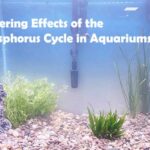 Lowering Effects of the Phosphorus Cycle in Aquariums