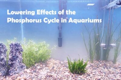 Lowering Effects of the Phosphorus Cycle in Aquariums