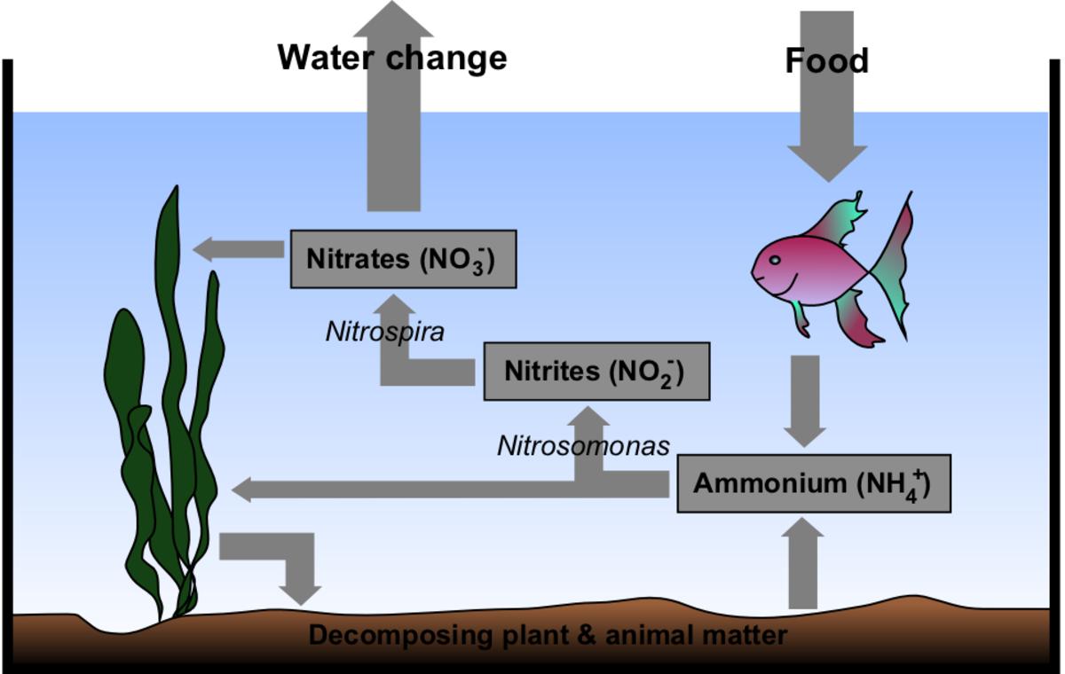 phosphorus cycle steps