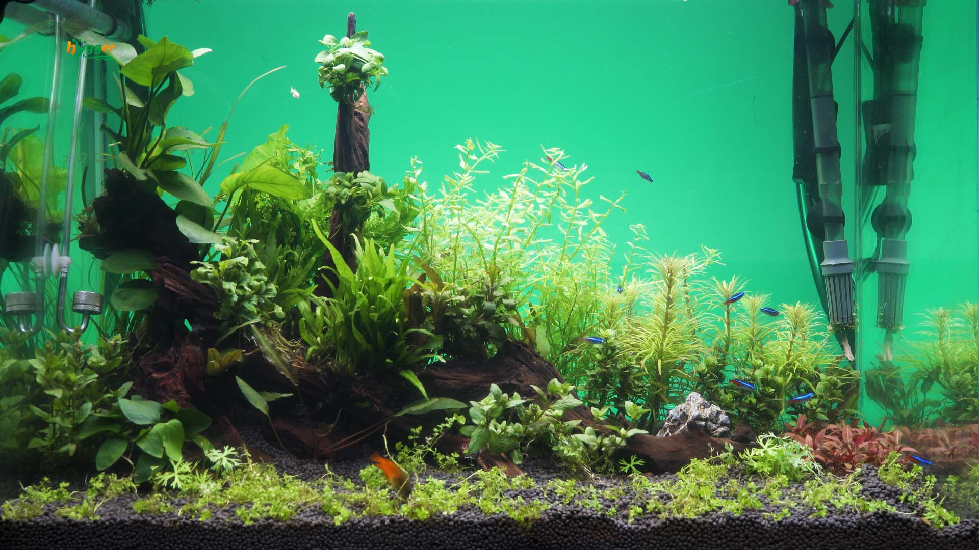 Phosphorus Cycle in Aquariums