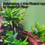 Maintenance A New Planted Aquarium by Waterfall Filter