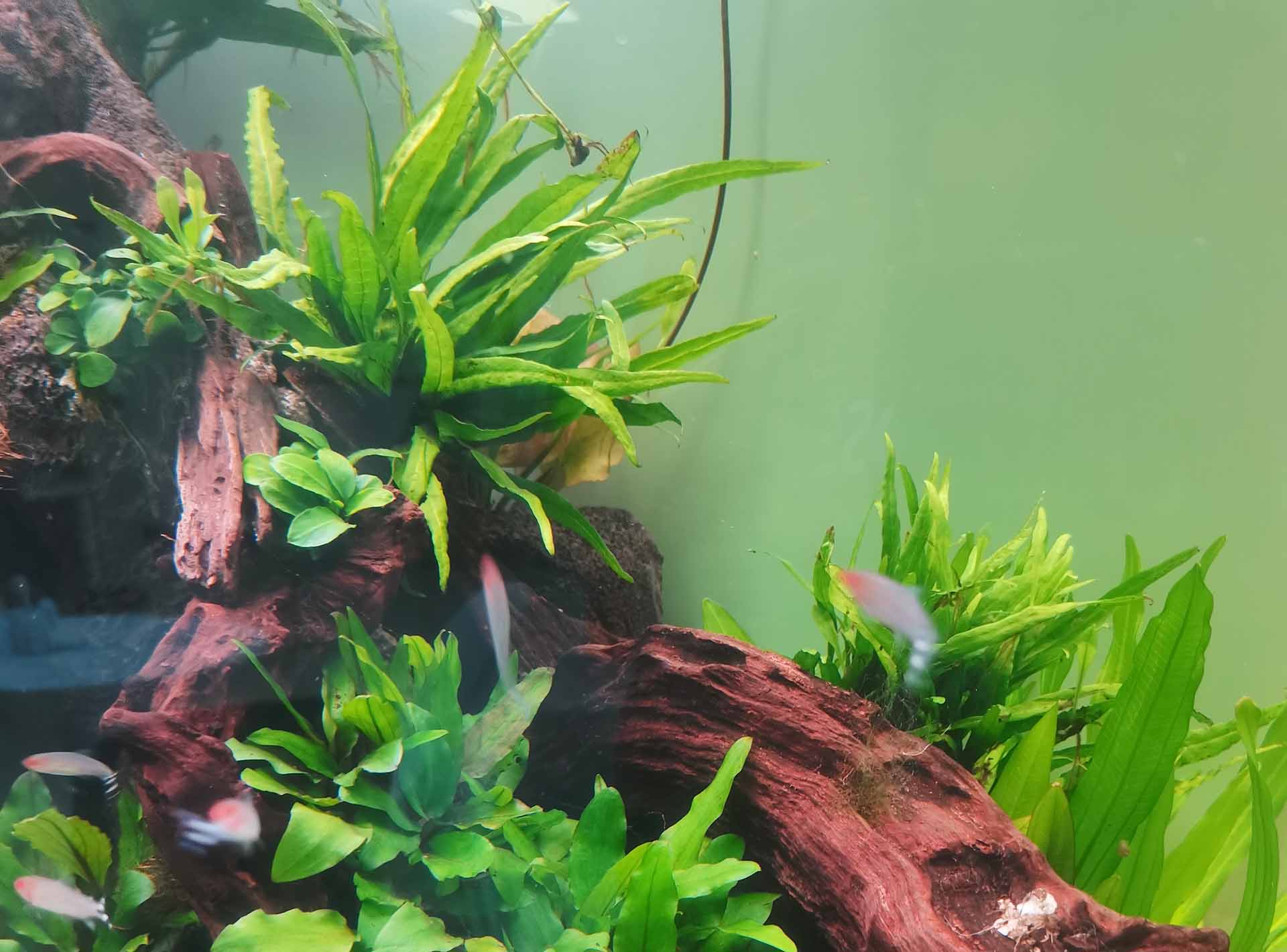 Maintenance New Planted Aquarium by Waterfall Filter hygger