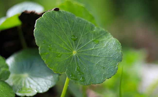 Pennywort