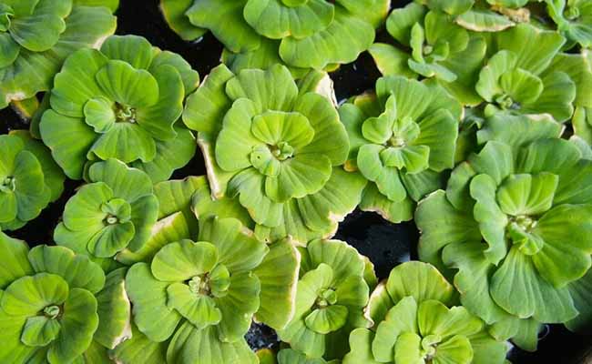 Dwarf Water Lettuce