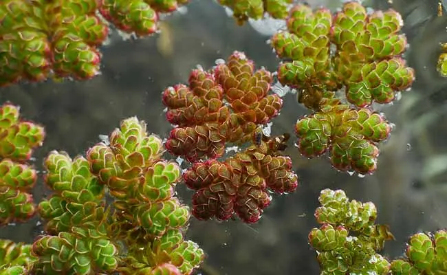 Mosquito Fern