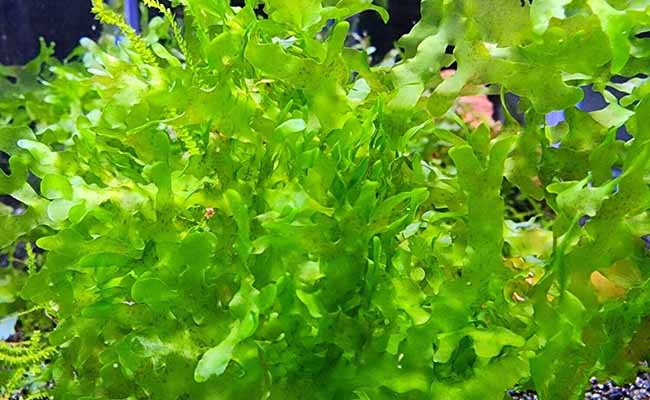 Subwassertang Fern