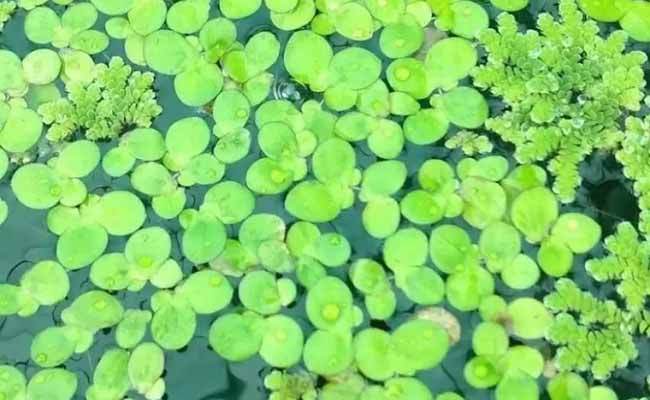 Duckweed