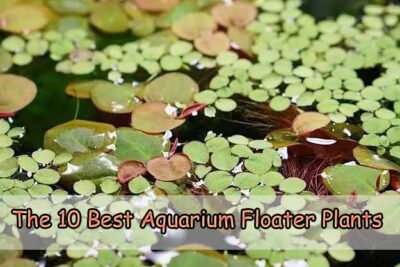 The 10 Best Aquarium Floater Plants