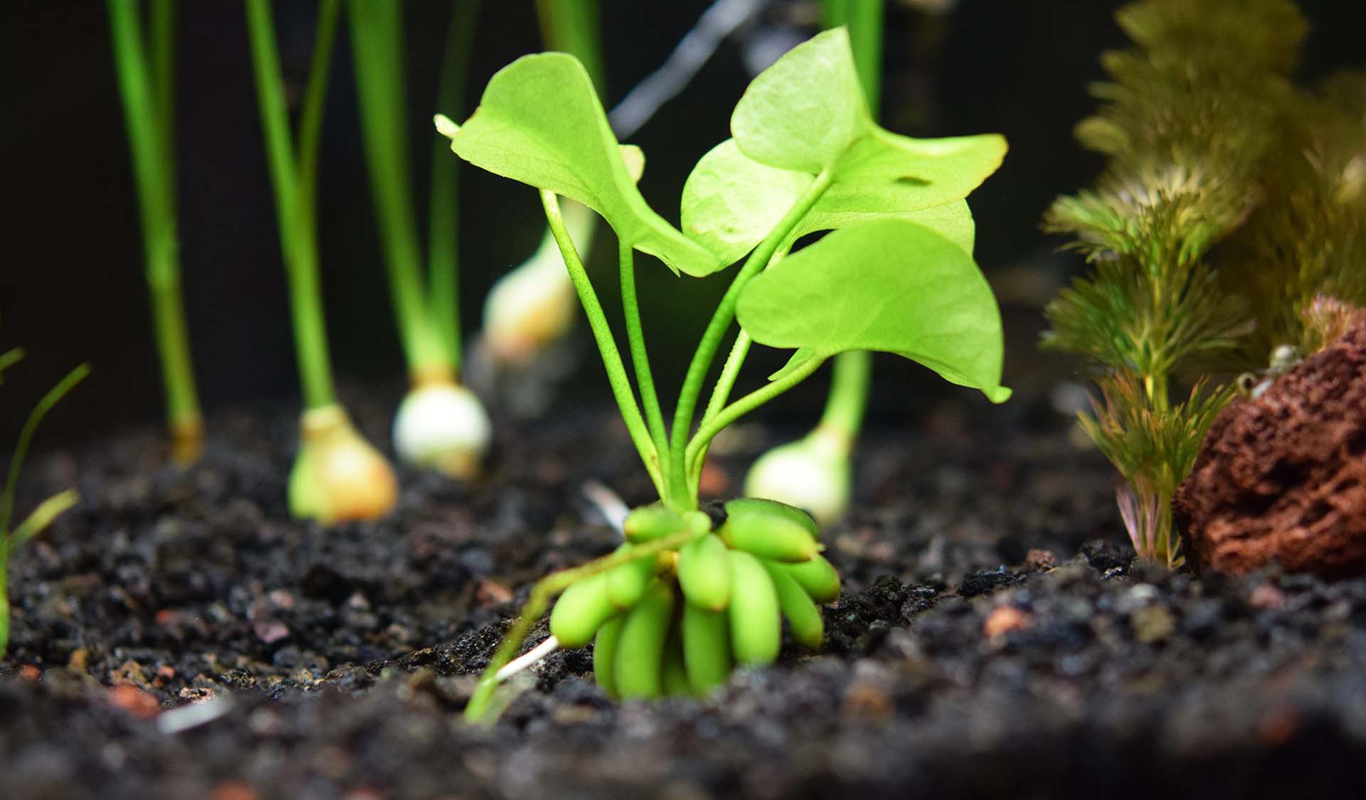 aquarium banana plant