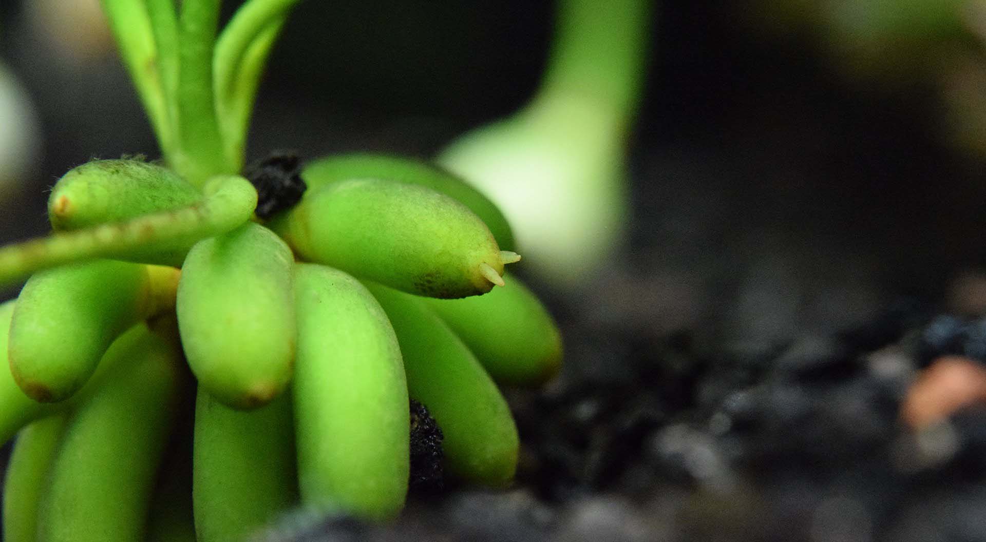 Unusual Aquarium Banana Plant