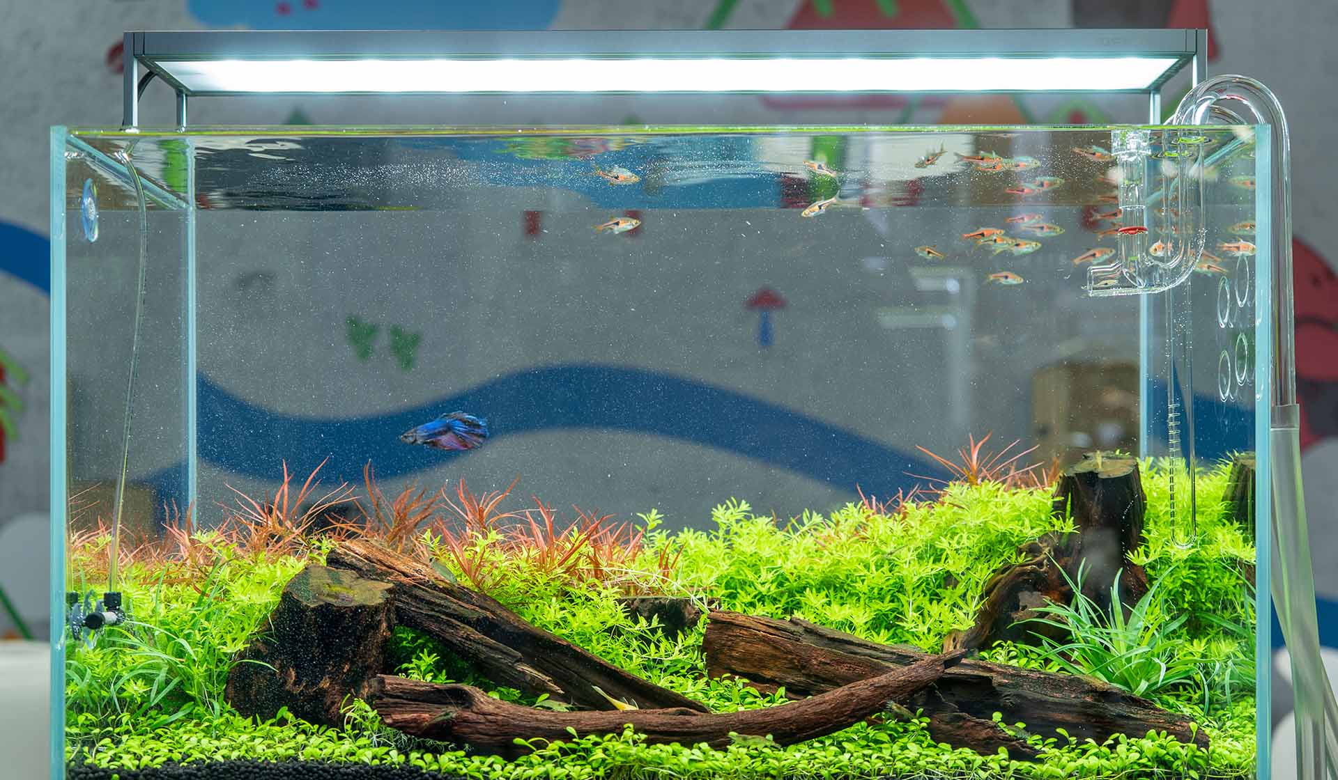 aquarium fish nutrition