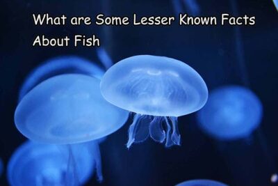 What are Some Lesser Known Facts About Fish