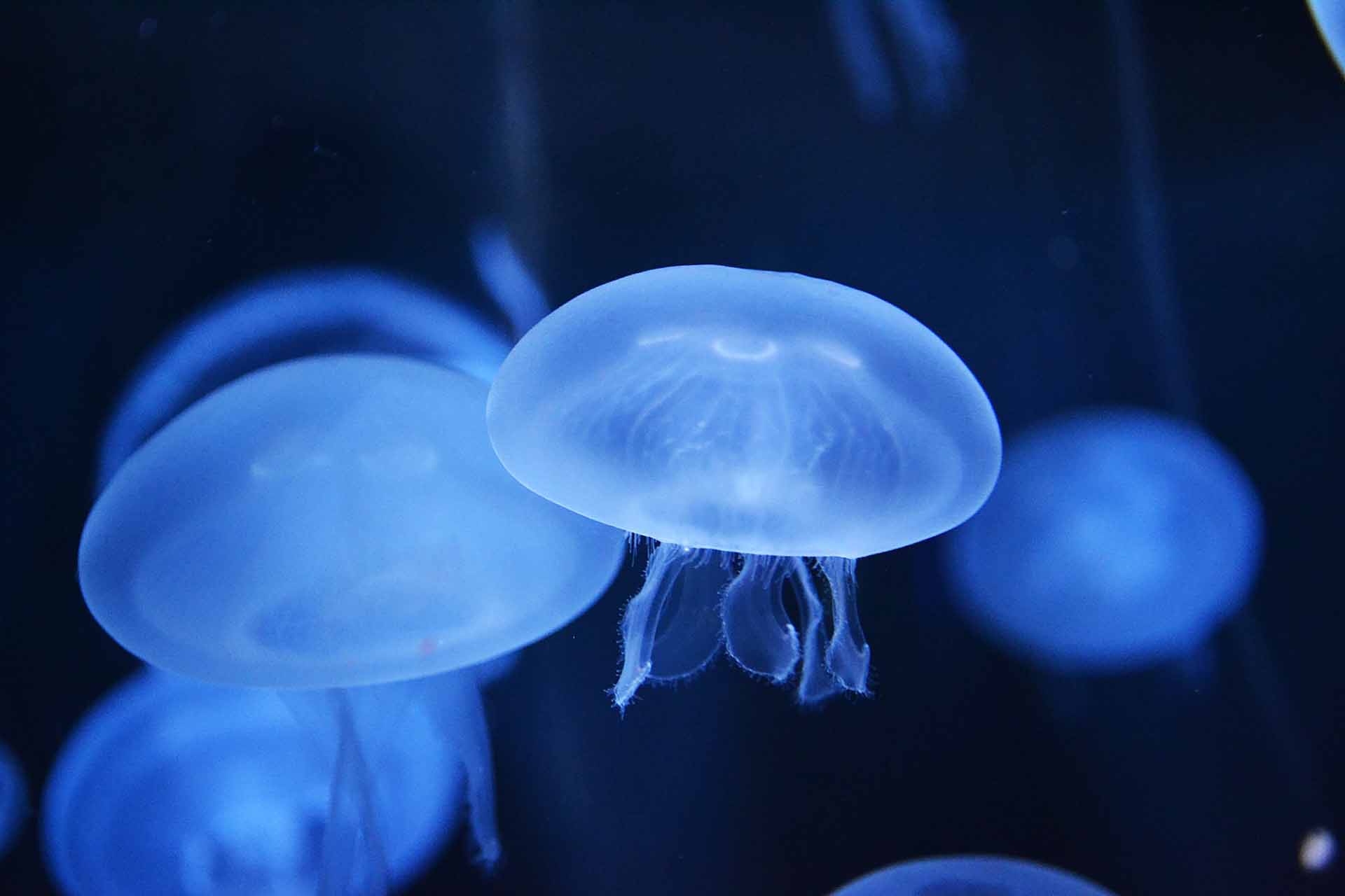ocean jelly fish