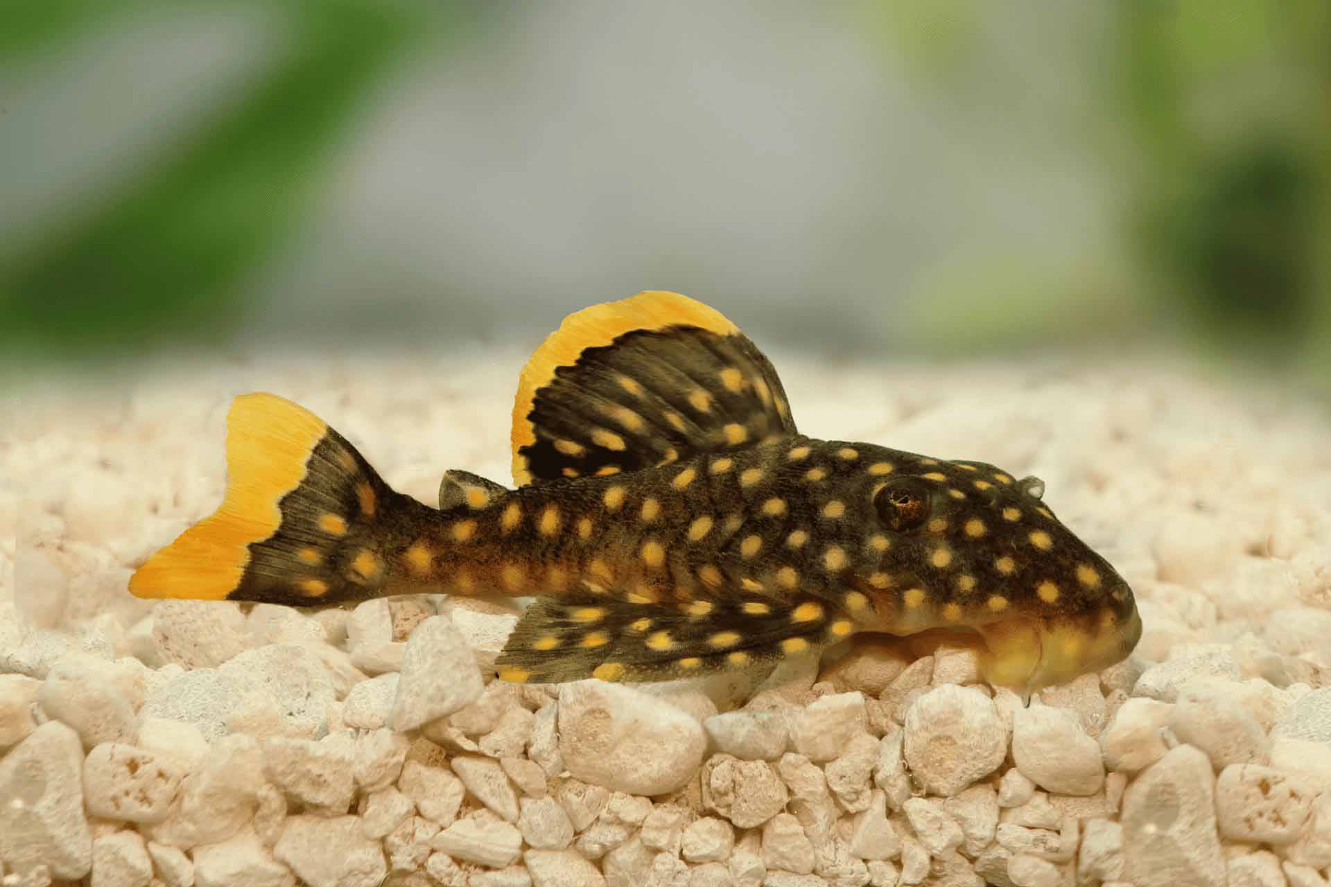 Plecostomus fish