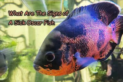 What Are The Signs of A Sick Oscar Fish