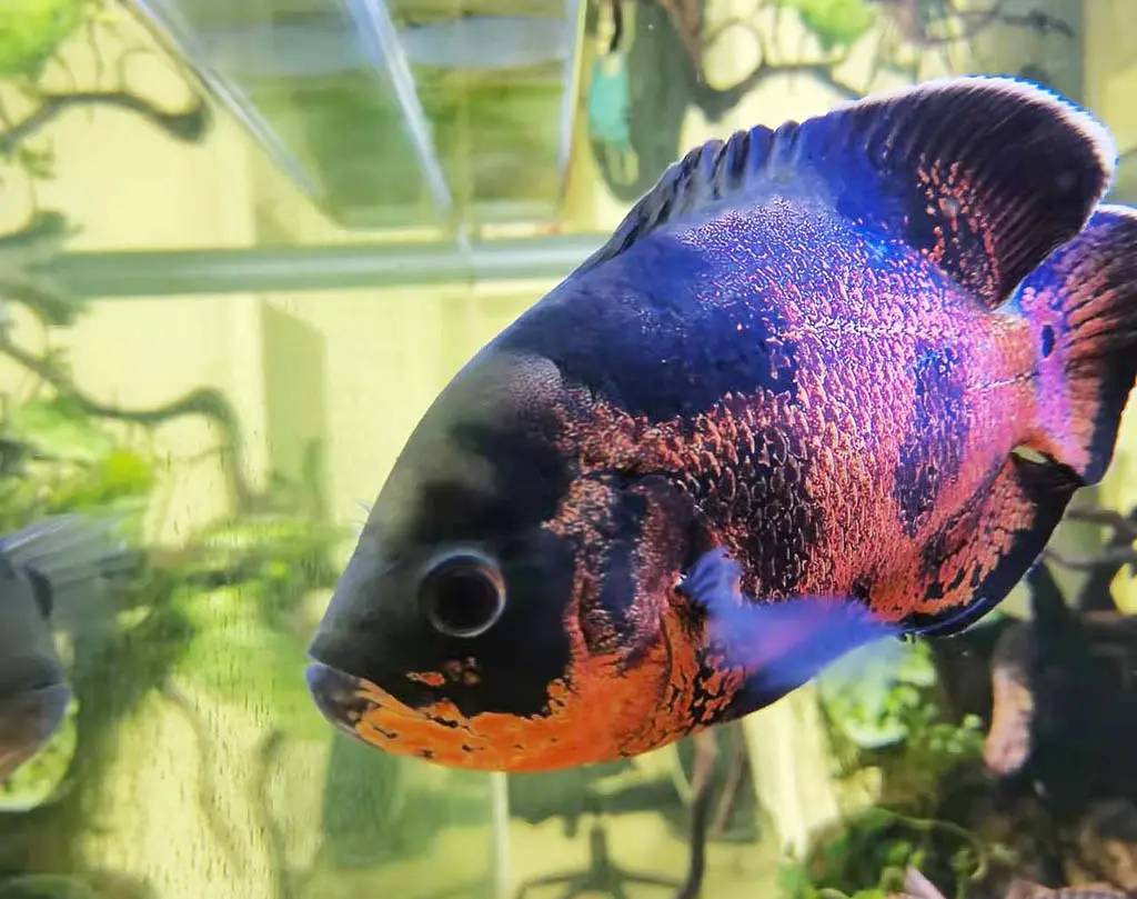 oscar fish diseases