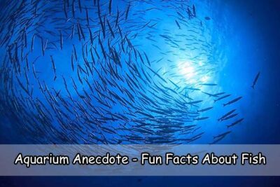 Aquarium Anecdote – Fun Facts About Fish