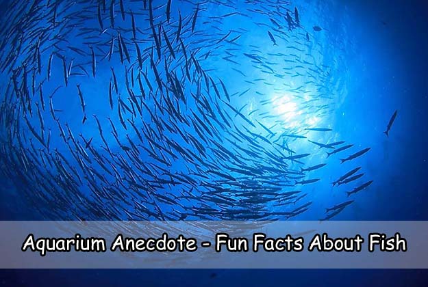 Aquarium Anecdote - Fun Facts About Fish