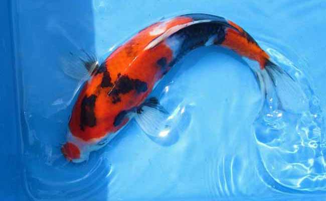 Showa Koi