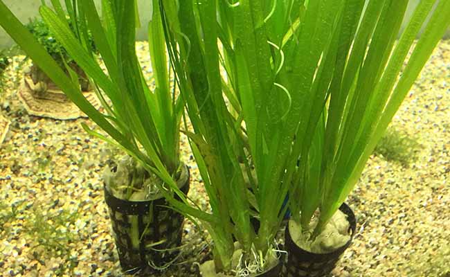 Vallisneria spiralis