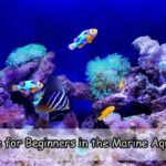 Advice for Beginners in the Marine Aquarium Hobby