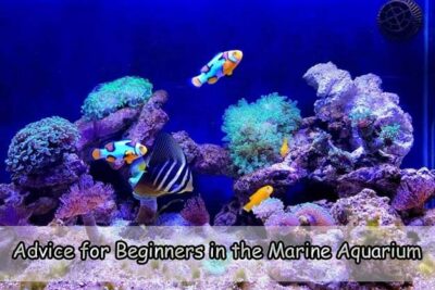 Advice for Beginners in the Marine Aquarium Hobby