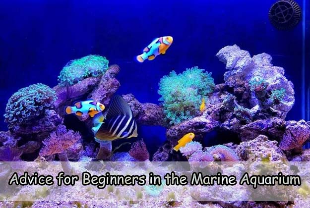 Advice for Beginners in the Marine Aquarium Hobby