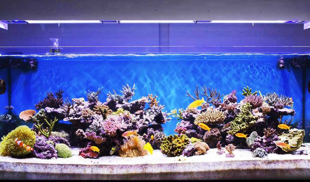 beginner marine aquarium