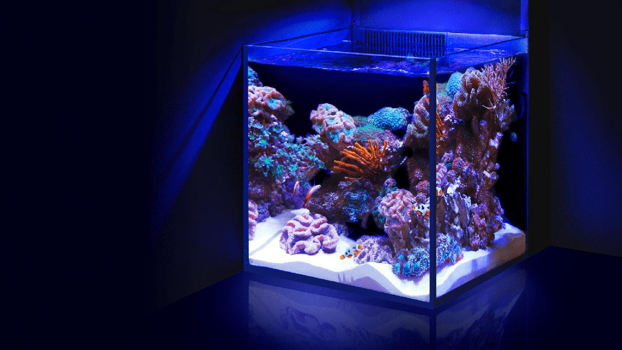 marine aquarium for beginners