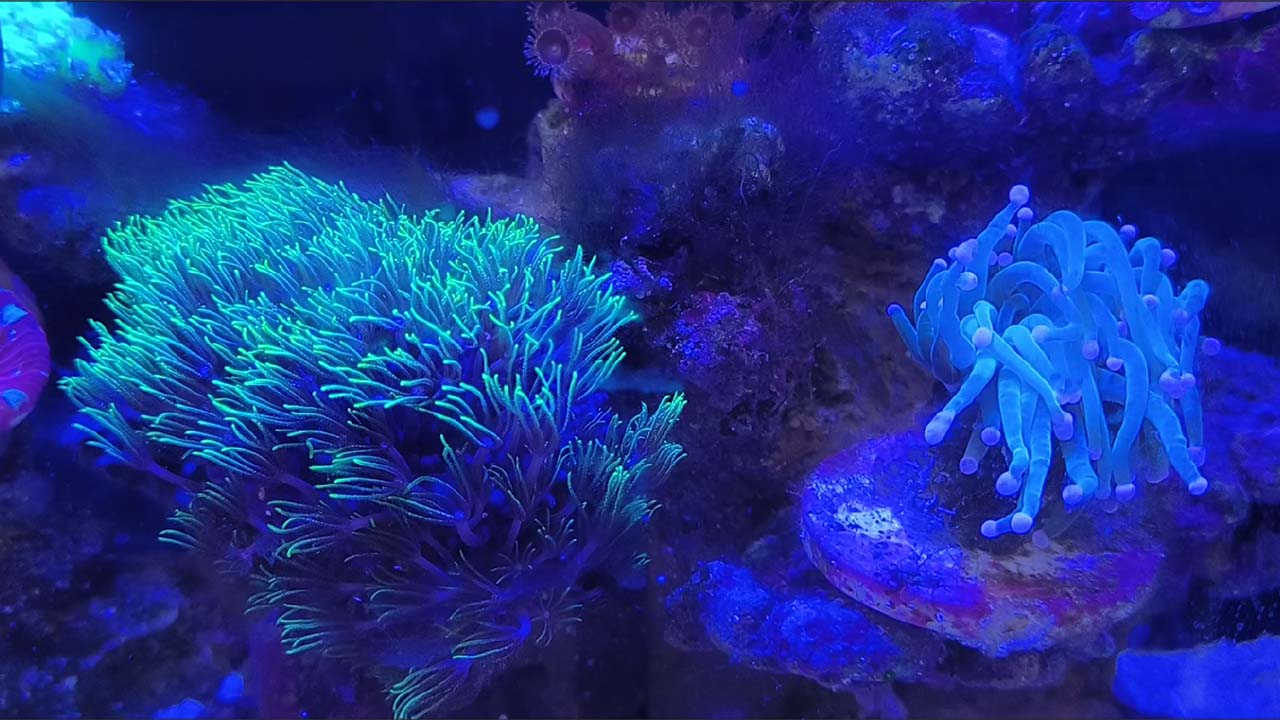 marine aquarium advice