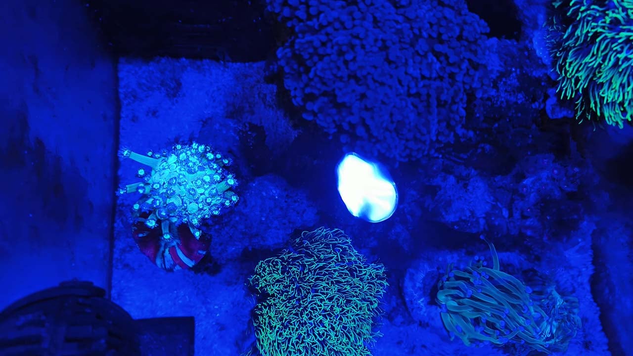 beginner marine aquarium