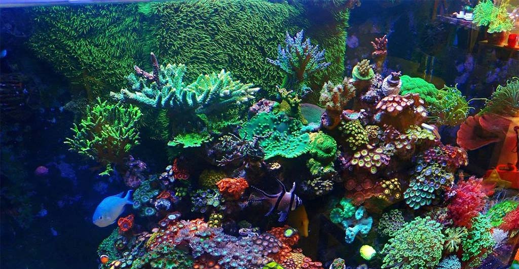 Marine aquarium hobby advice