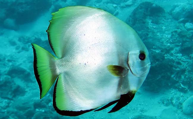 Boers Batfish (Platax boersi)