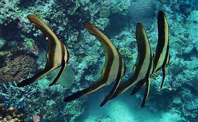 Longfin Batfish (Platax teira)