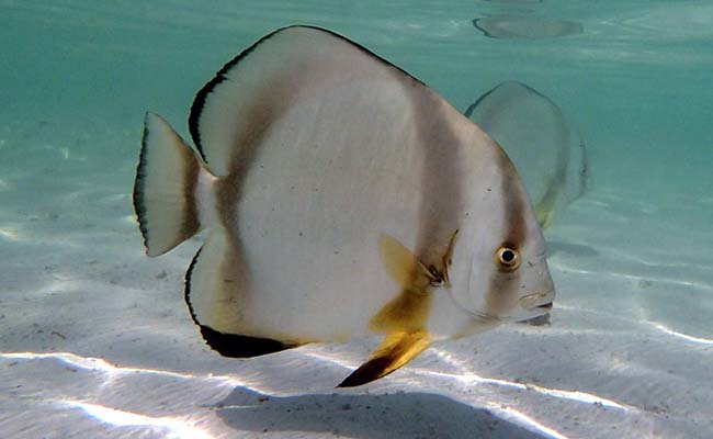 Round Batfish (Platax orbicularis)