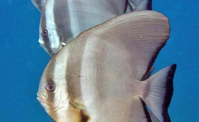 Tall-fin Batfish (Platax teira)