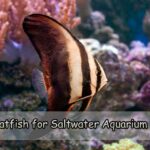 Fish Profile – Batfish for Saltwater Aquarium