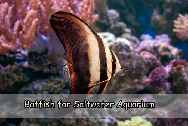 Fish Profile – Batfish for Saltwater Aquarium