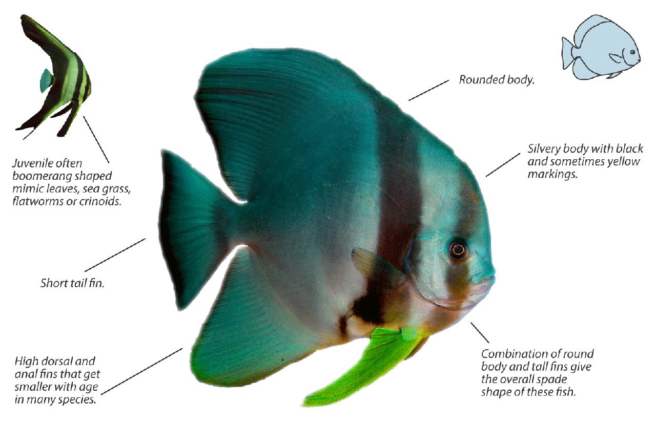 Small tropical fish with deep sales compressed body