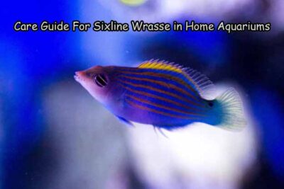 Care Guide For Sixline Wrasse in Home Aquariums