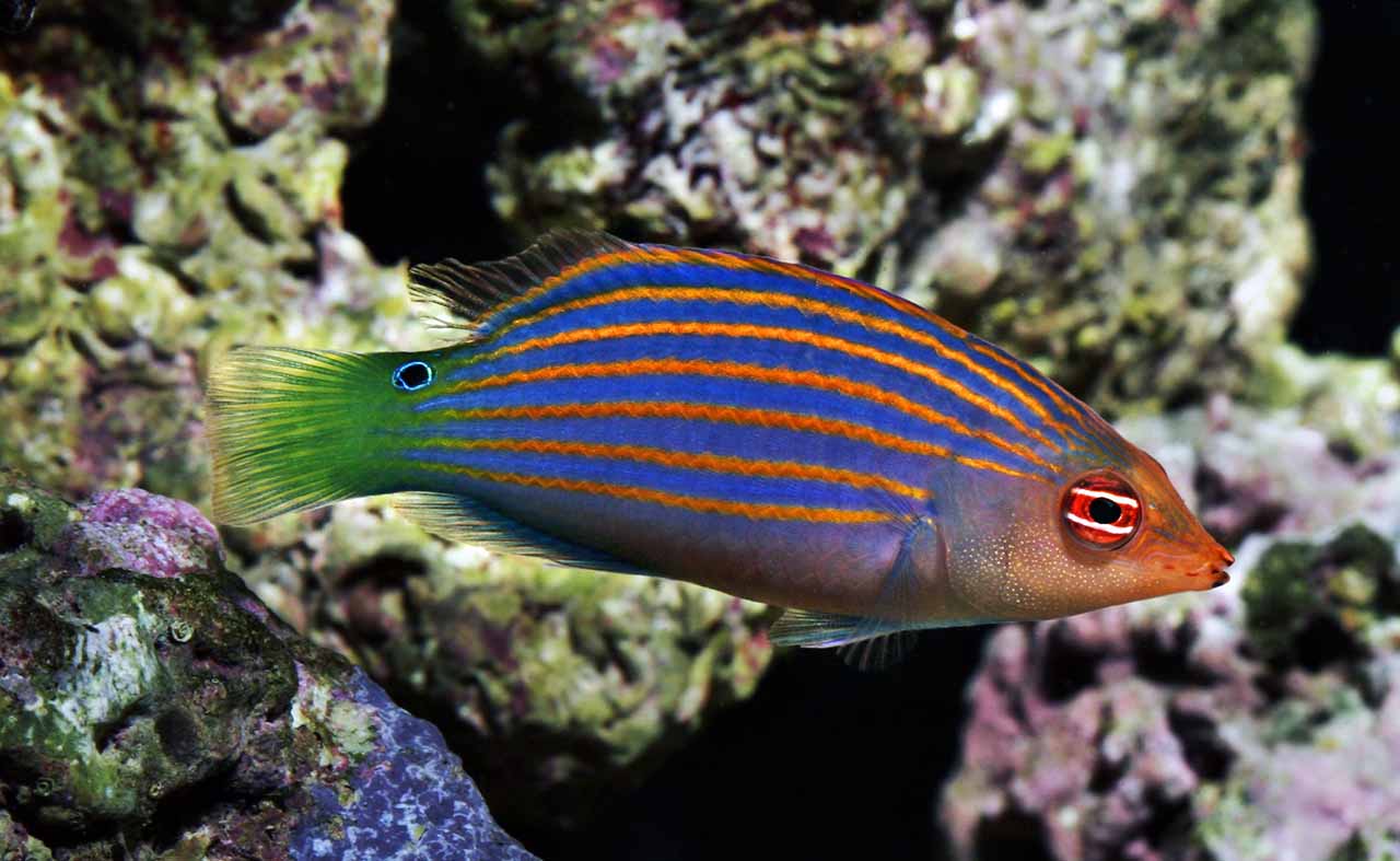 six line wrasse care