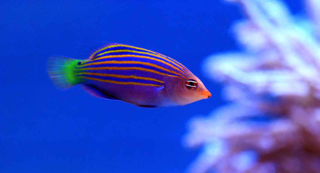 sixline wrasse