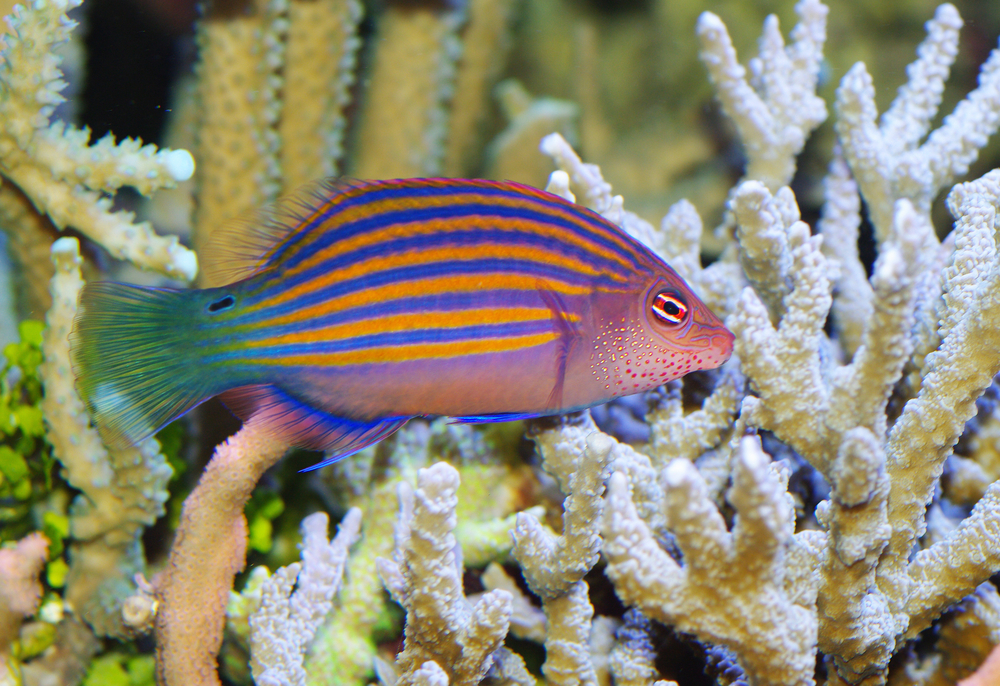 6 line wrasse