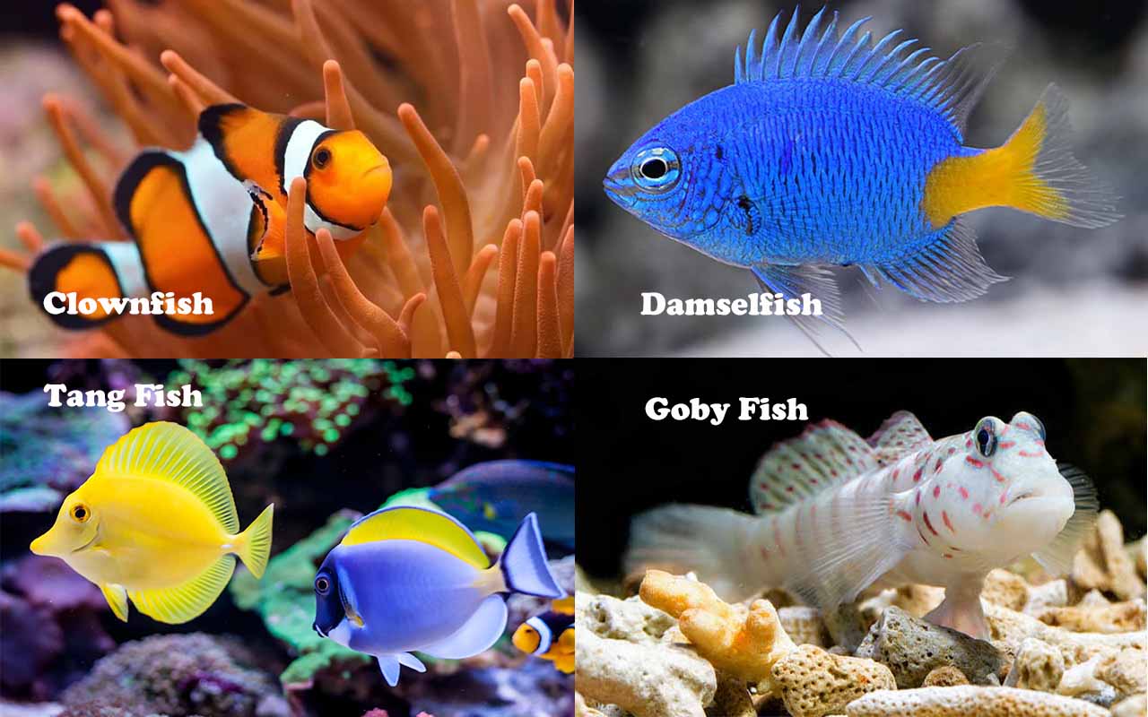 Care Guide For Sixline Wrasse in Home Aquariums hygger