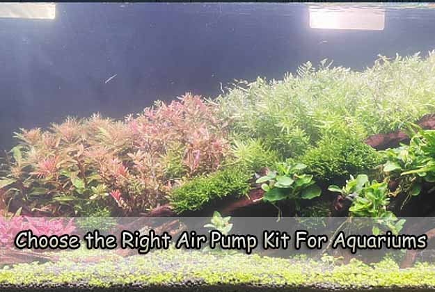 Choose the Right Air Pump Kit For Aquariums