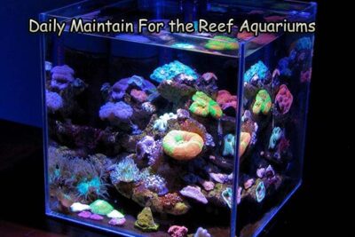 Daily Maintain For the Reef Aquariums